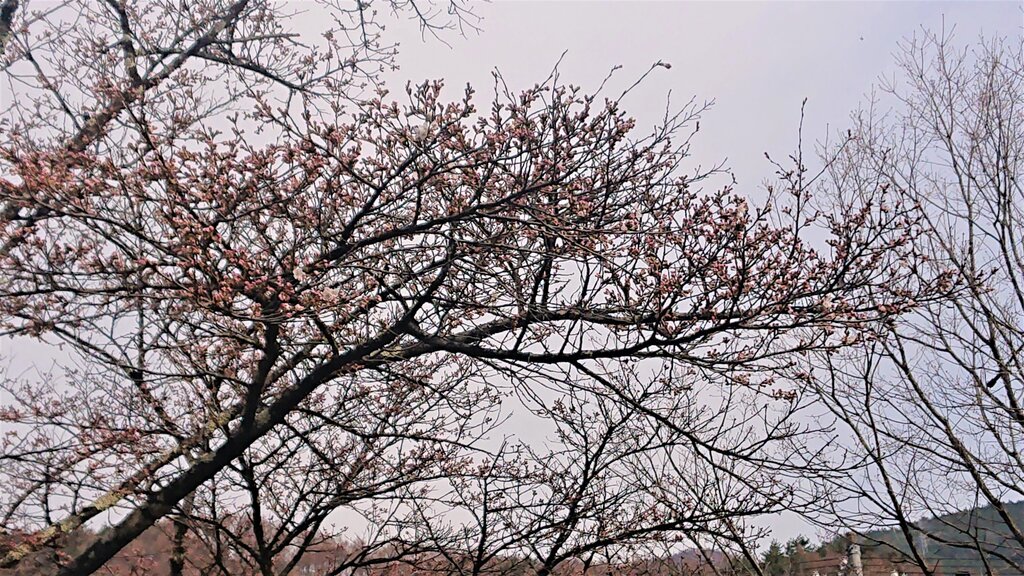 工芸館の桜･･･