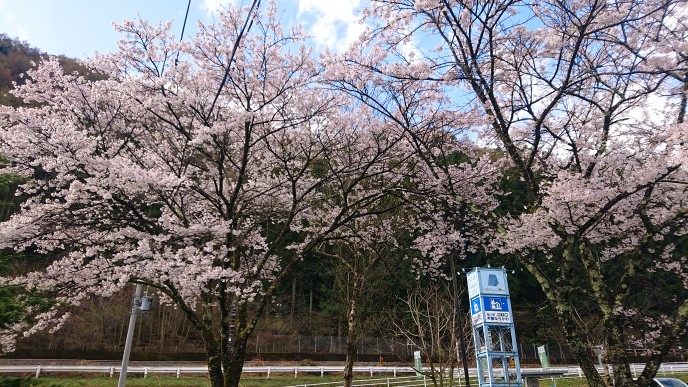 桜が見頃です！