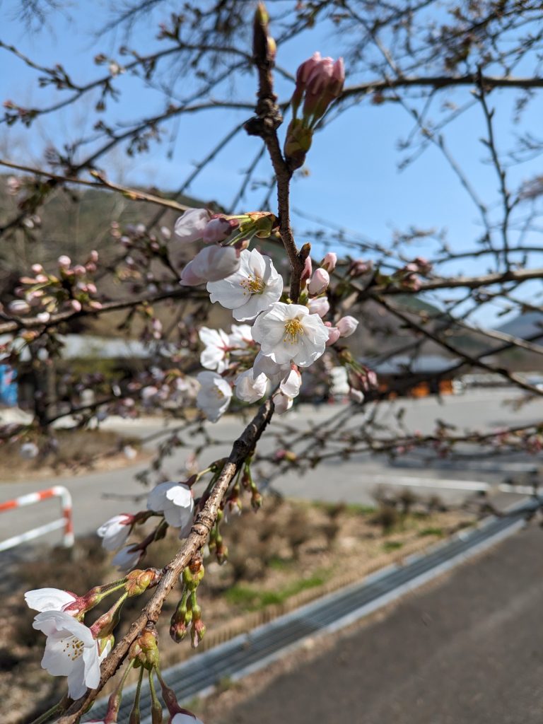 工芸館の桜が開花しました🌸
